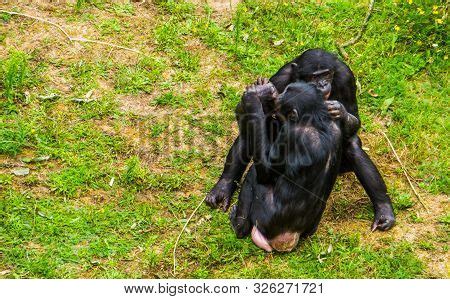 Bonobo Couple Being Image & Photo (Free Trial) | Bigstock