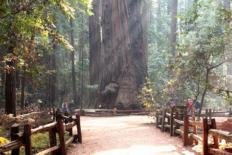 Henry Cowell Redwoods State Park The Pioneer