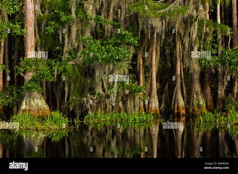 Bald Cypress Trees In The Okefenokee Swamp National Wildlife Refuge