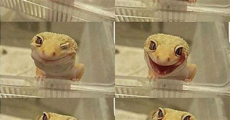 Happiest Lizard Album On Imgur