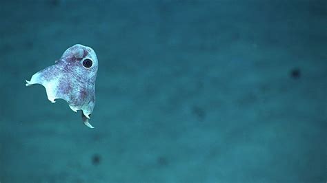 All About Grimpoteuthis, the Dumbo Octopus