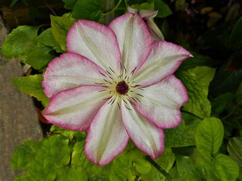 Клематис Омоширо (Clematis Omoshiro) — Саженцы в Орле