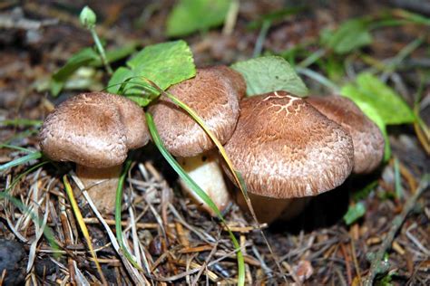 Car News and New Cars: Some Unusual & Interesting Facts About Mushrooms