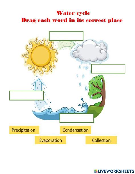 Water Cycle Online Activity For 2 Live Worksheets Worksheets Library