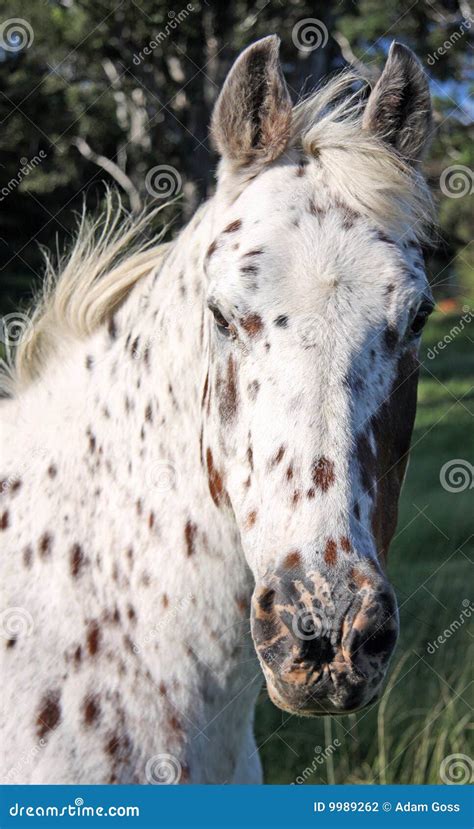 Appaloosa Horse Stock Photo Image Of Animal Single Breed 9989262