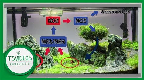 Nitrifikation im Aquarium - Ammoniak, Nitrit, Nitrat - YouTube