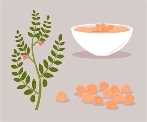 Ilustración de plantas y garbanzos dibujados Vector Gratis