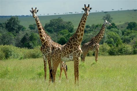 land safari animals green color day acacia tree safari animal
