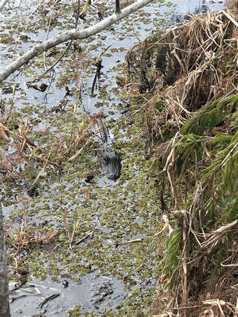 American Alligator From Hillsborough River Tampa Fl Us On October