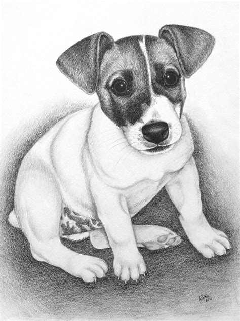 Jack Russell Terrier I Sketch Pets