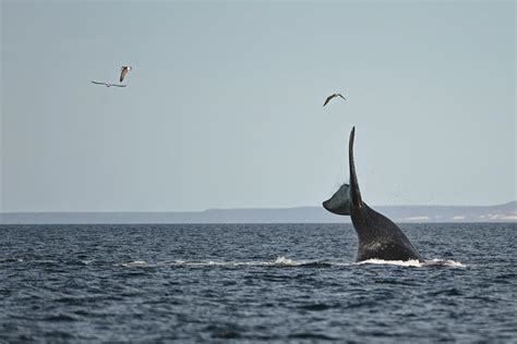 Avistaron a las primeras ballenas de la temporada en cercanías de