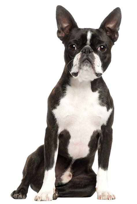 commonly confused breeds  boston terrier   french bulldog modern dog magazine