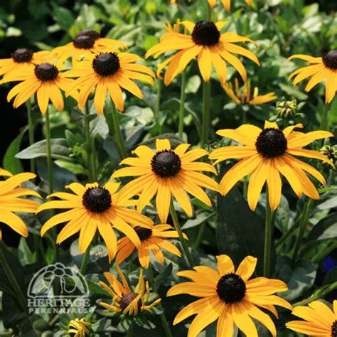 Top 10 Perennials For Sunny Gardens Perennial Gardening