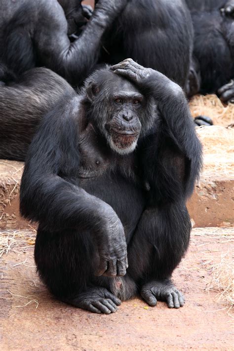 thinking monkey  stock photo public domain pictures