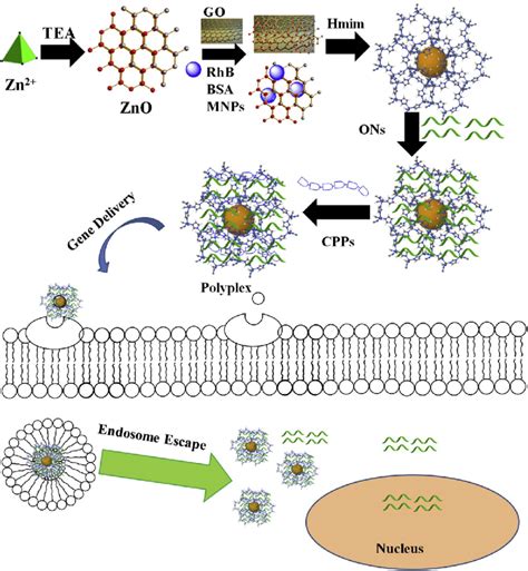 Schematic Representation For The Synthesis Of Zif 8 Composite And Their Download Scientific