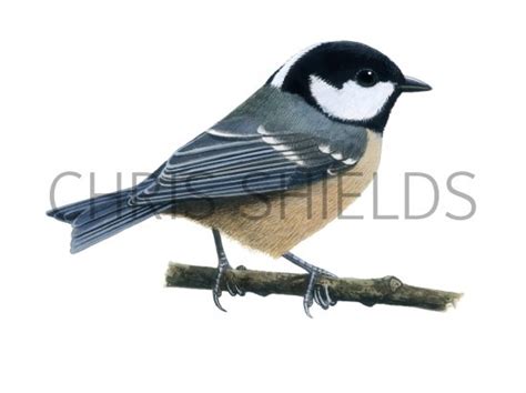 Coal Tit Periparus Ater BD0285 Illustration Bird Illustrations By