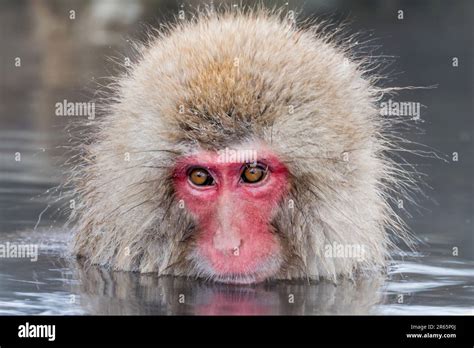 Snow Monkeys Bathing In A Hot Spring Stock Photo Alamy
