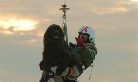 This Newfoundland dog helps the Coast Guard rescue people like it's no ...