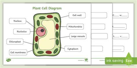 labelled plant cell diagram handy worksheets  children
