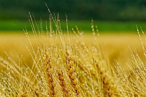 Descoperiri revoluţionare despre cultura de orz! - Cotidianul Agricol