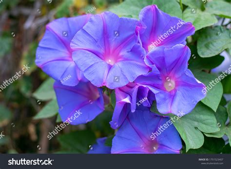 25,042 Purple Morning Glory Images, Stock Photos, 3D objects, & Vectors ...