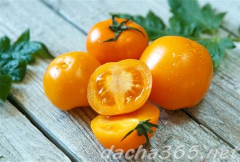23 сорта желтых томатов с фото и описанием для теплиц и открытого грунта