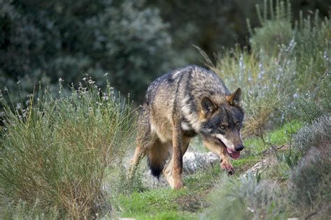 El Nuevo Censo Del Lobo De La Junta Contabiliza Tres Manadas En