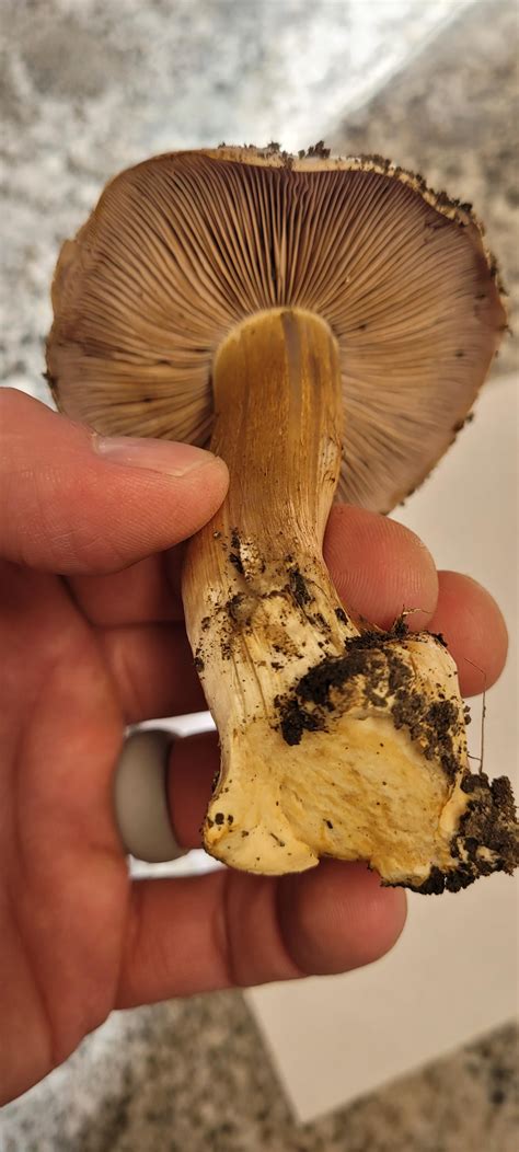 Id Please Found In Northern California Foothills At 2300 Ft Elevation