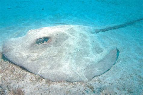 12 Interesting Facts About Stingray Teeth Aquarium Whisperer