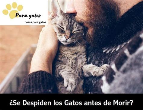 ⊛ ¿los Gatos Se Despiden Antes De Morir Estas Son Las Señales