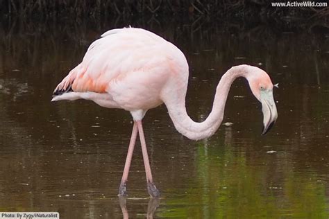 American Flamingo Facts Pictures Complete Species Guide