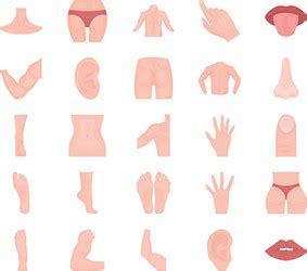 Body Parts Royalty Free Vector Image VectorStock