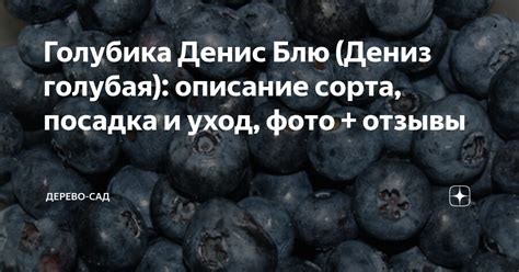 Голубика Денис Блю (Дениз голубая): описание сорта, посадка и уход ...