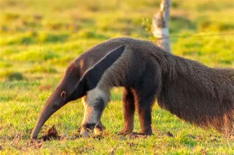 Animais Do Bioma Cerrado - + de 40 animais do CERRADO BRASILEIRO - com FOTOS! | Bioma cerrado ...