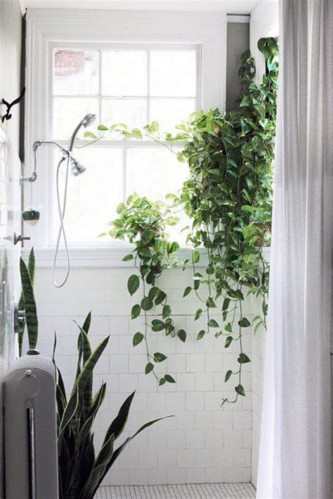 Shower Plants