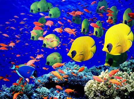 O Que Ecossistema Aquatico - Ecossistema aquático - Grupo Escolar
