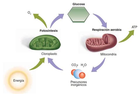 Diagrama De Venn Fotosintesis Y Respiracion Celular Biologia