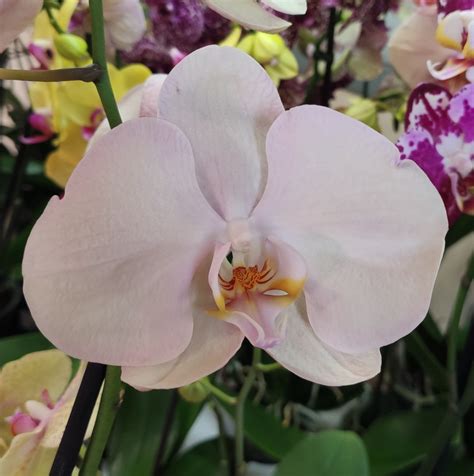 Орхидея Phalaenopsis
