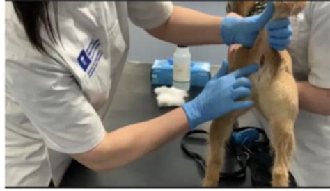 Expressing Anal Glands Flashcards Quizlet