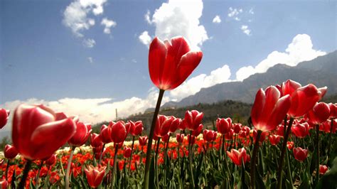 greater fools theory influence bubbles  indicator