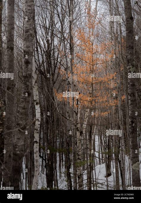 Tamarack Winter