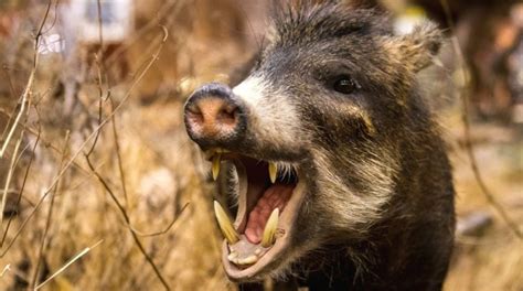 Кабан – описание, ареал, образ жизни, среда обитания, питание, враги ...