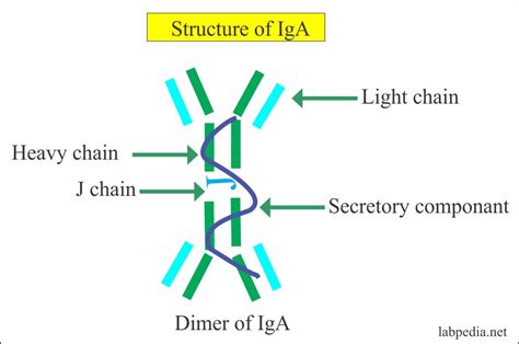 Chapter 5: Immunoglobulins and Their Properties - Labpedia.net