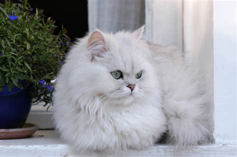 Silver Persian Cat Info Pictures History And More Catster