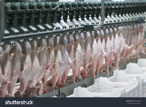 Poultry Processing Plant Stock Photo 390845050 Shutterstock