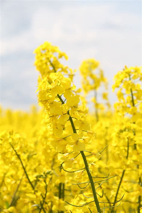Картинка Рапса Растения – Telegraph