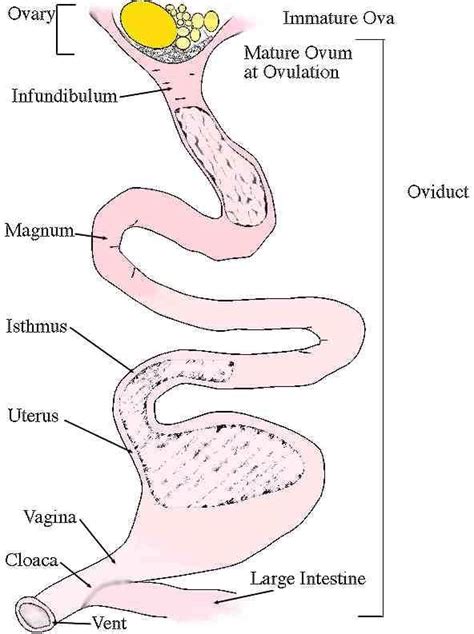 Diagram Of Reproductive System Of Hen Chicken Reproductive S