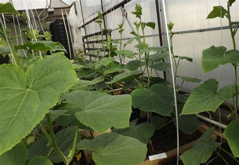 Урожайные огурцы: сорта для открытого грунта, теплицы, ранние