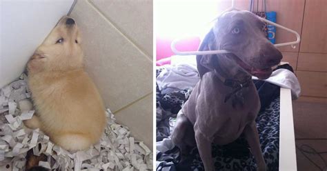 22 Awkward Dogs