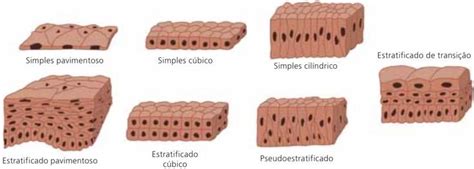 Tecido Epitelial Função e Classificação Cola da Web